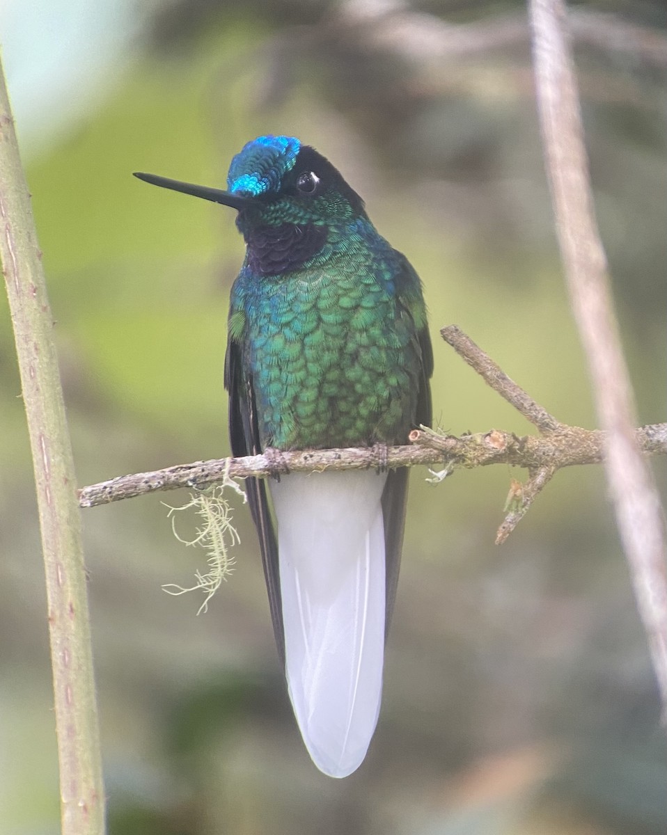 オジロインカハチドリ - ML652724395