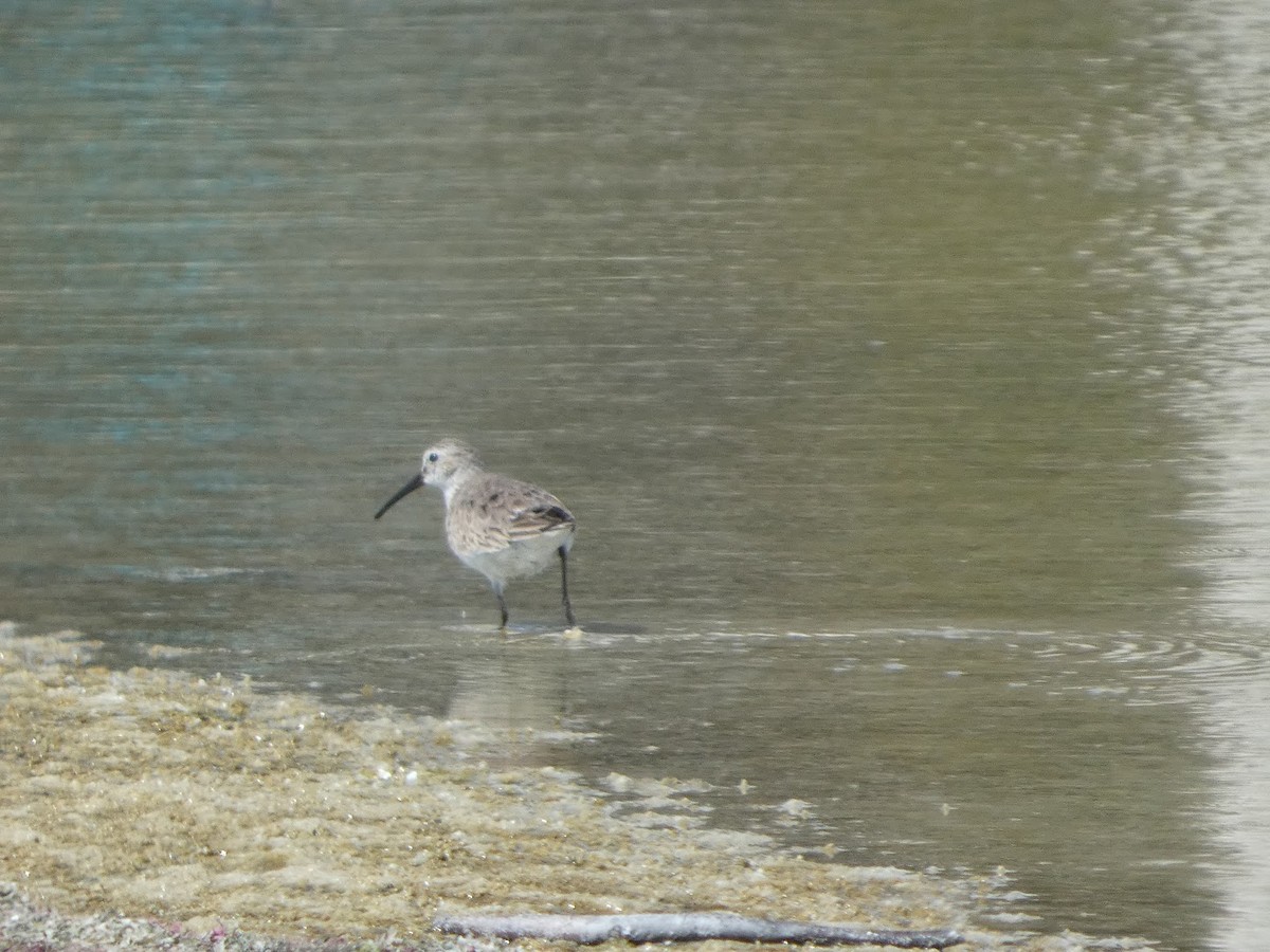 Txirri arrunta - ML652724410