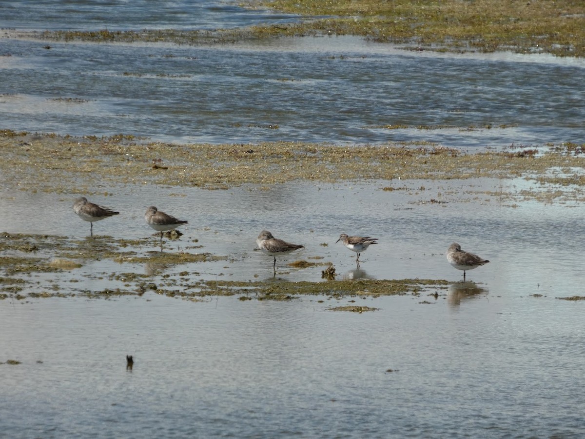 Txirri arrunta - ML652724549