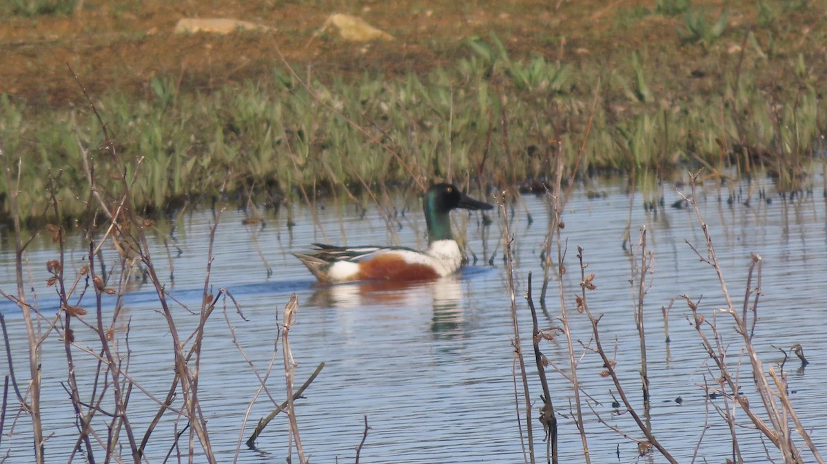 Northern Shoveler - ML652724597