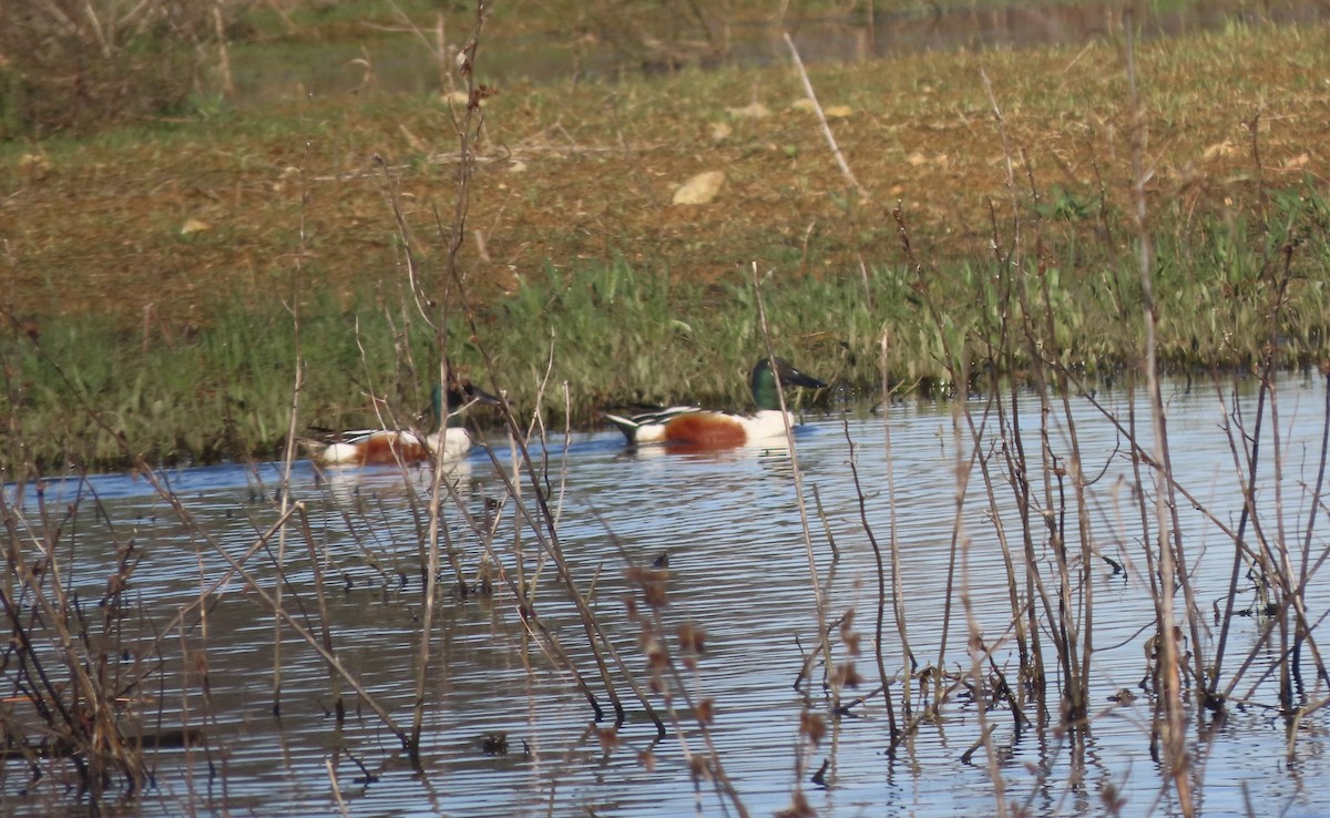 Northern Shoveler - ML652724598