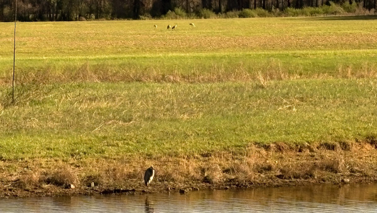 Great Blue Heron - ML652724605