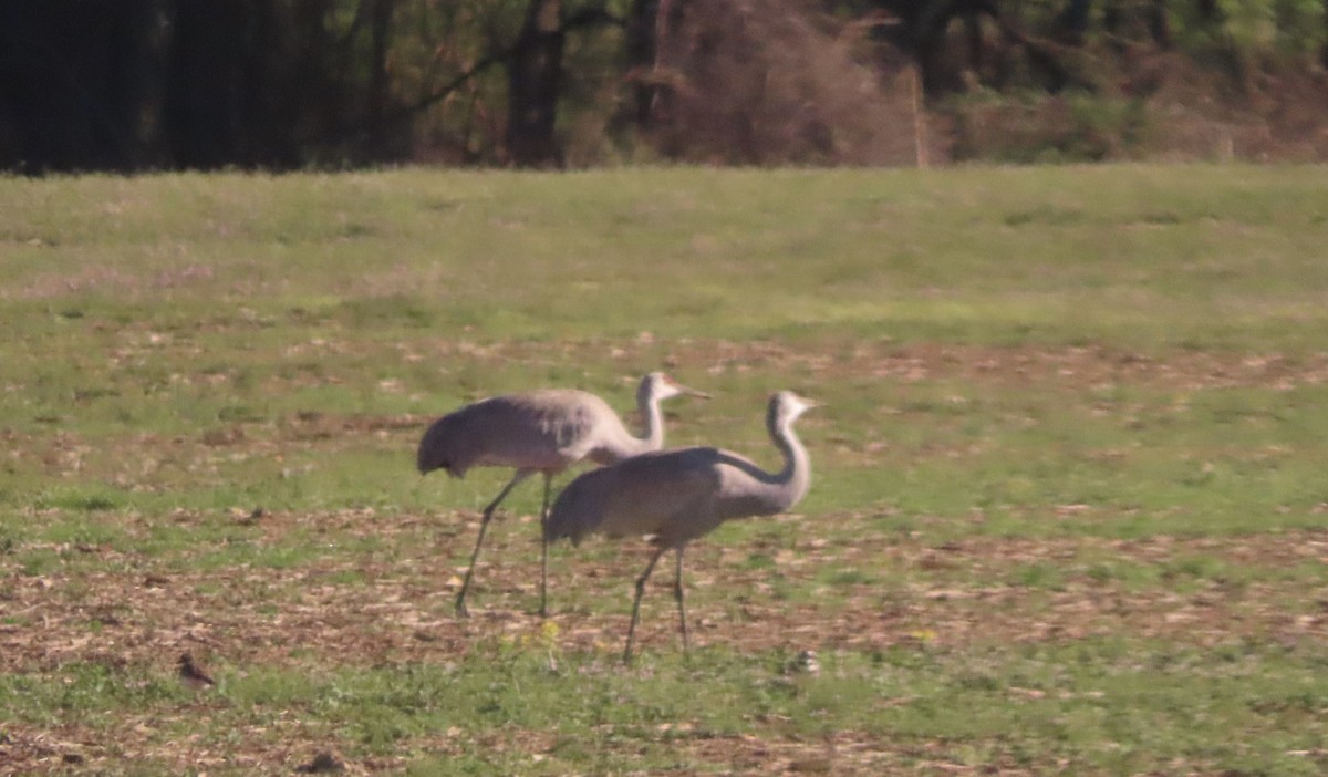 Sandhill Crane - ML652724659
