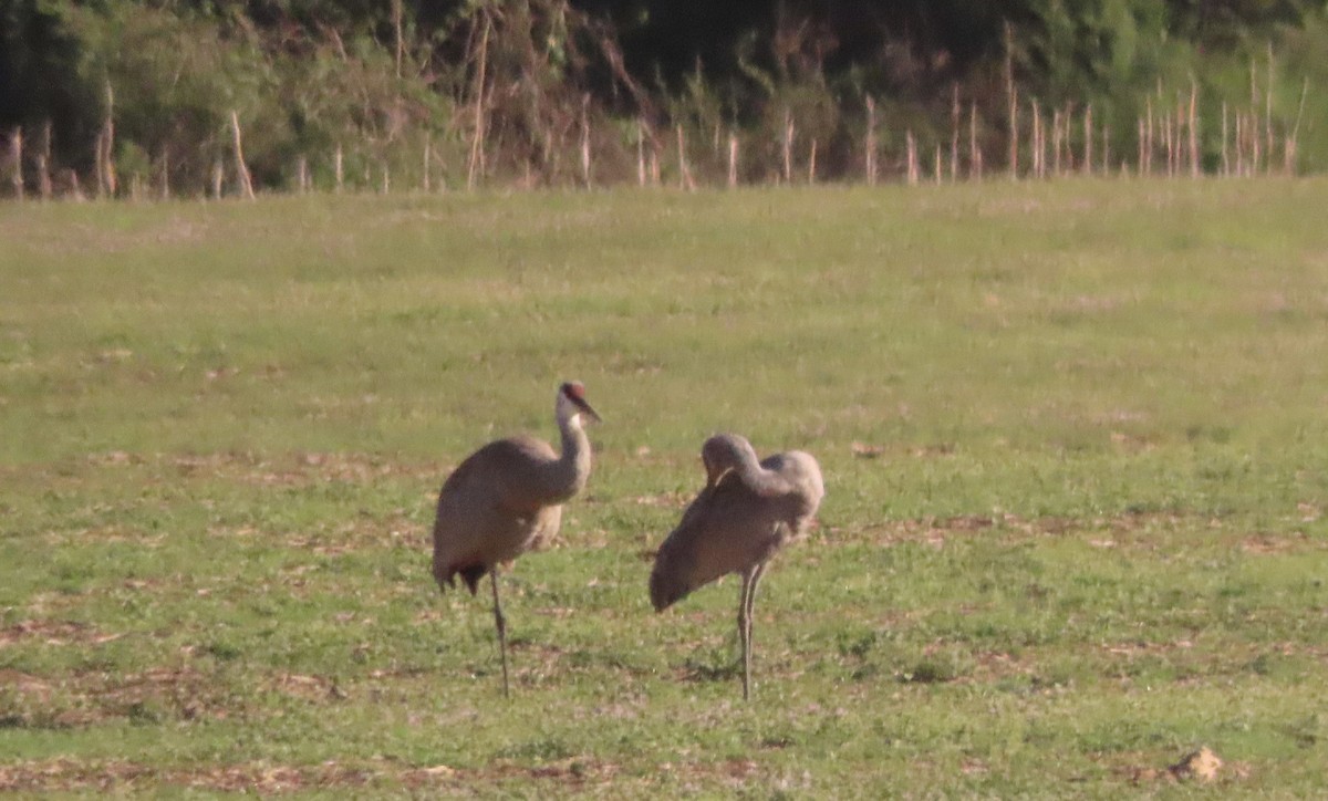 Sandhill Crane - ML652724661