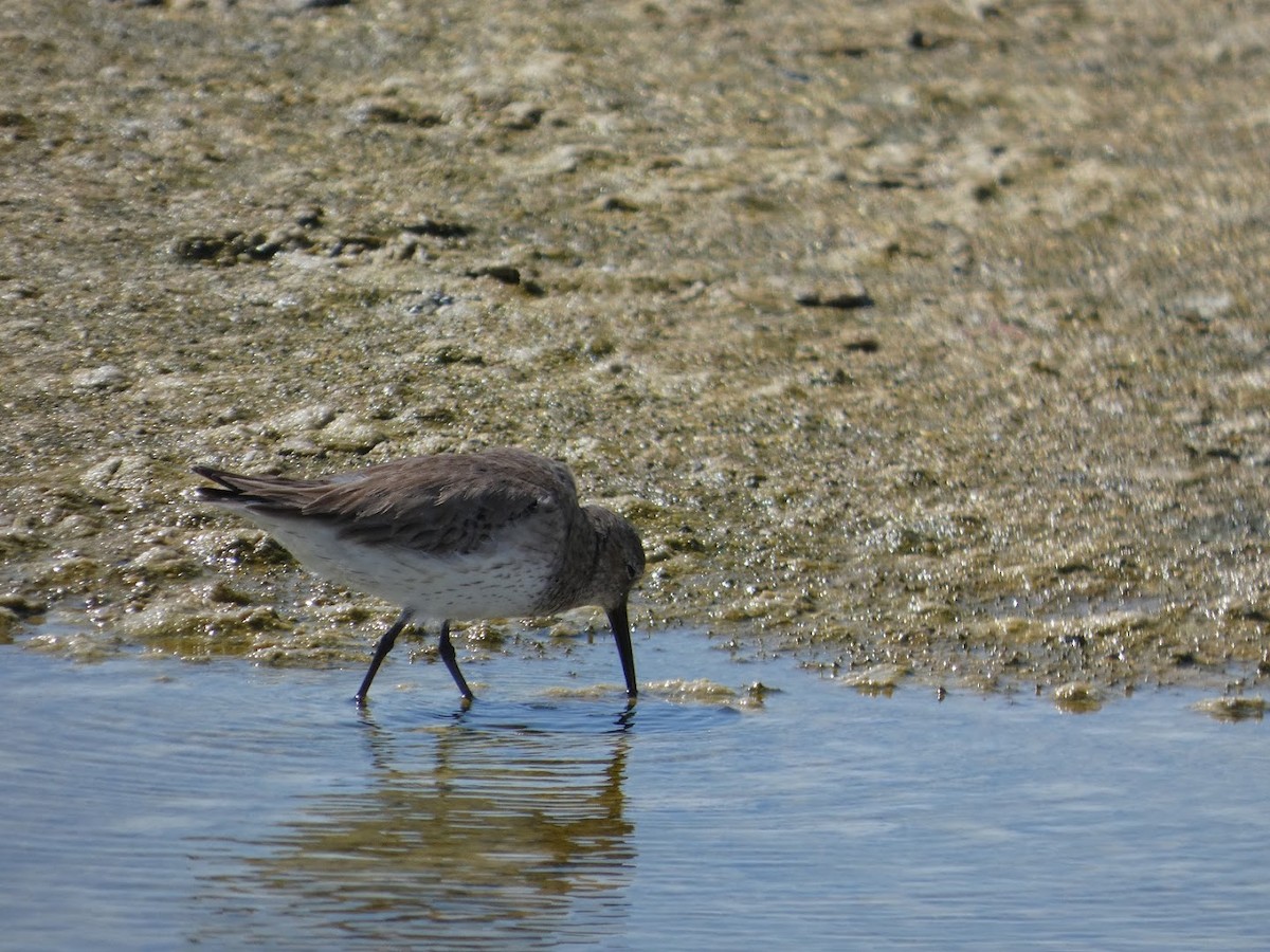 Txirri arrunta - ML652724671