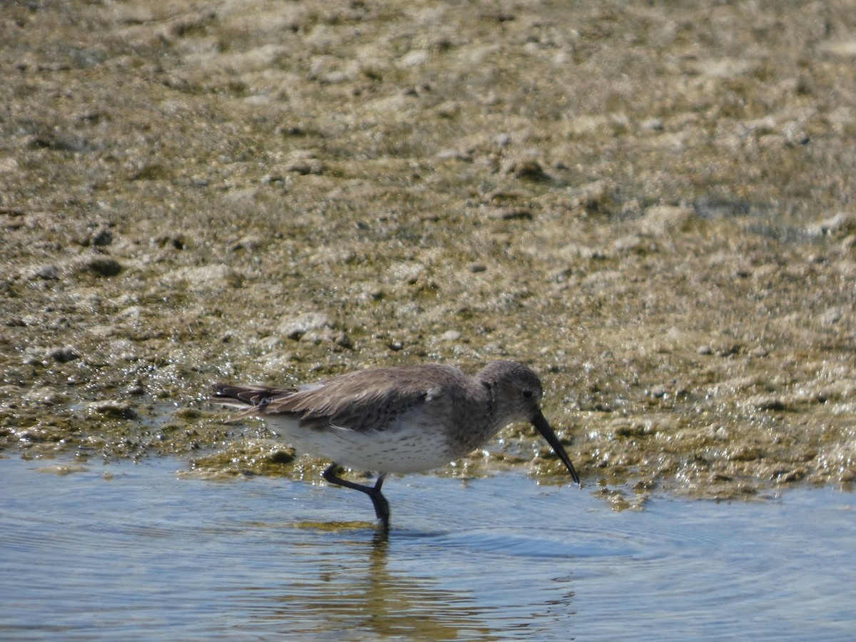 Txirri arrunta - ML652724676