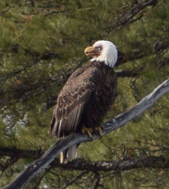 Bald Eagle - ML652724808