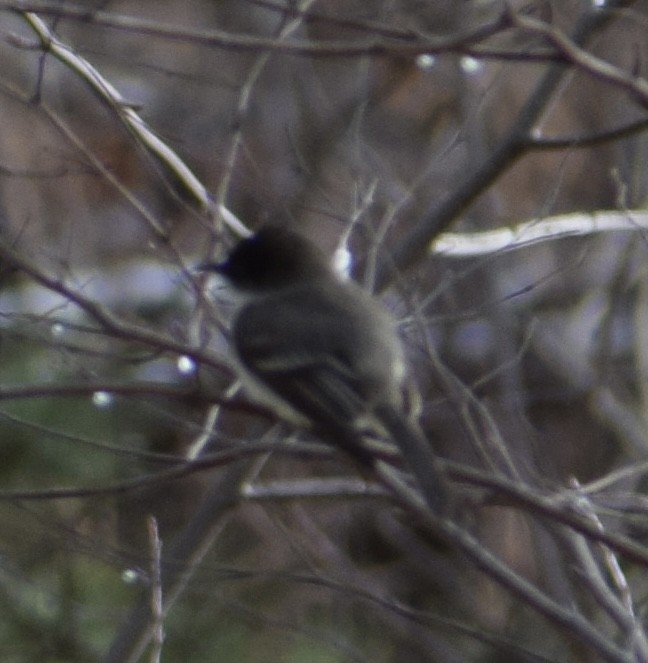 Eastern Phoebe - ML652724835