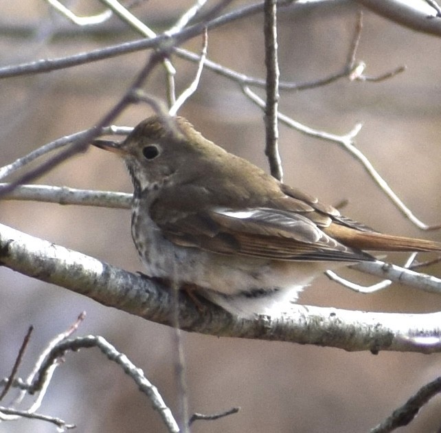 Hermit Thrush - ML652724855