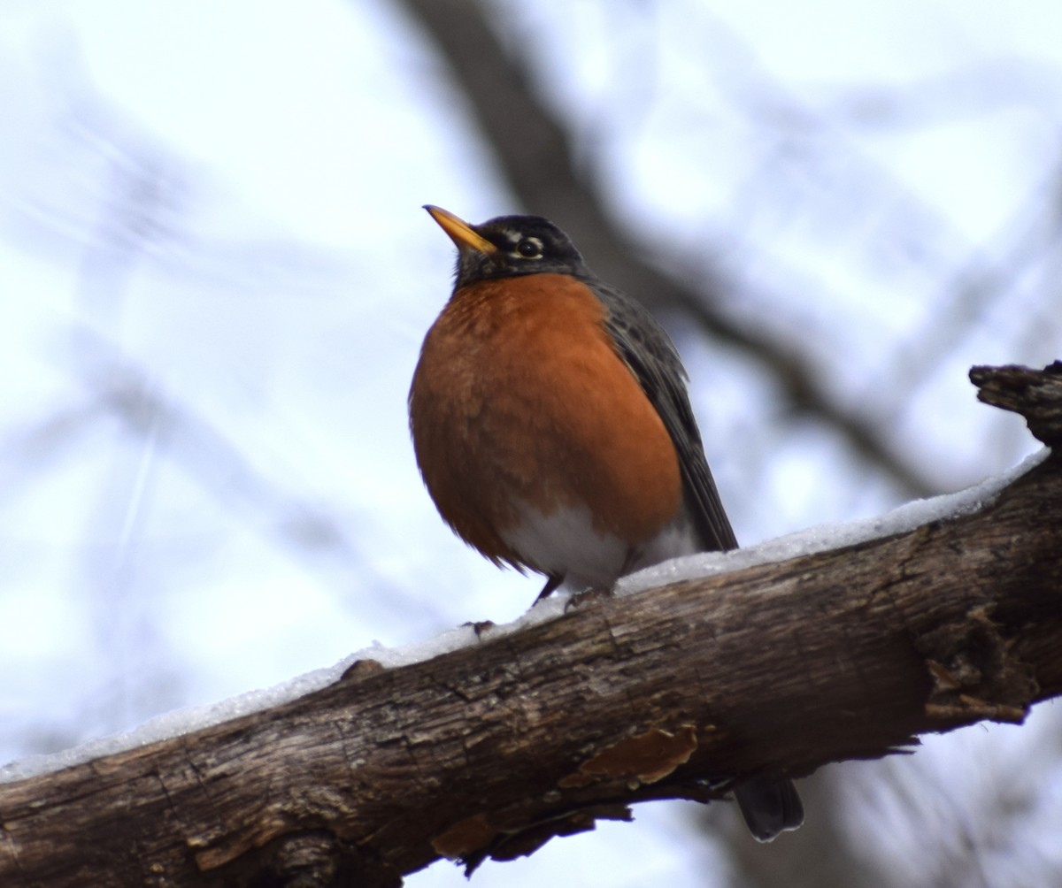 American Robin - ML652724866