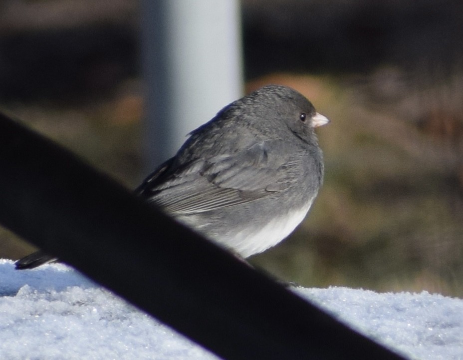 Dark-eyed Junco - ML652724871