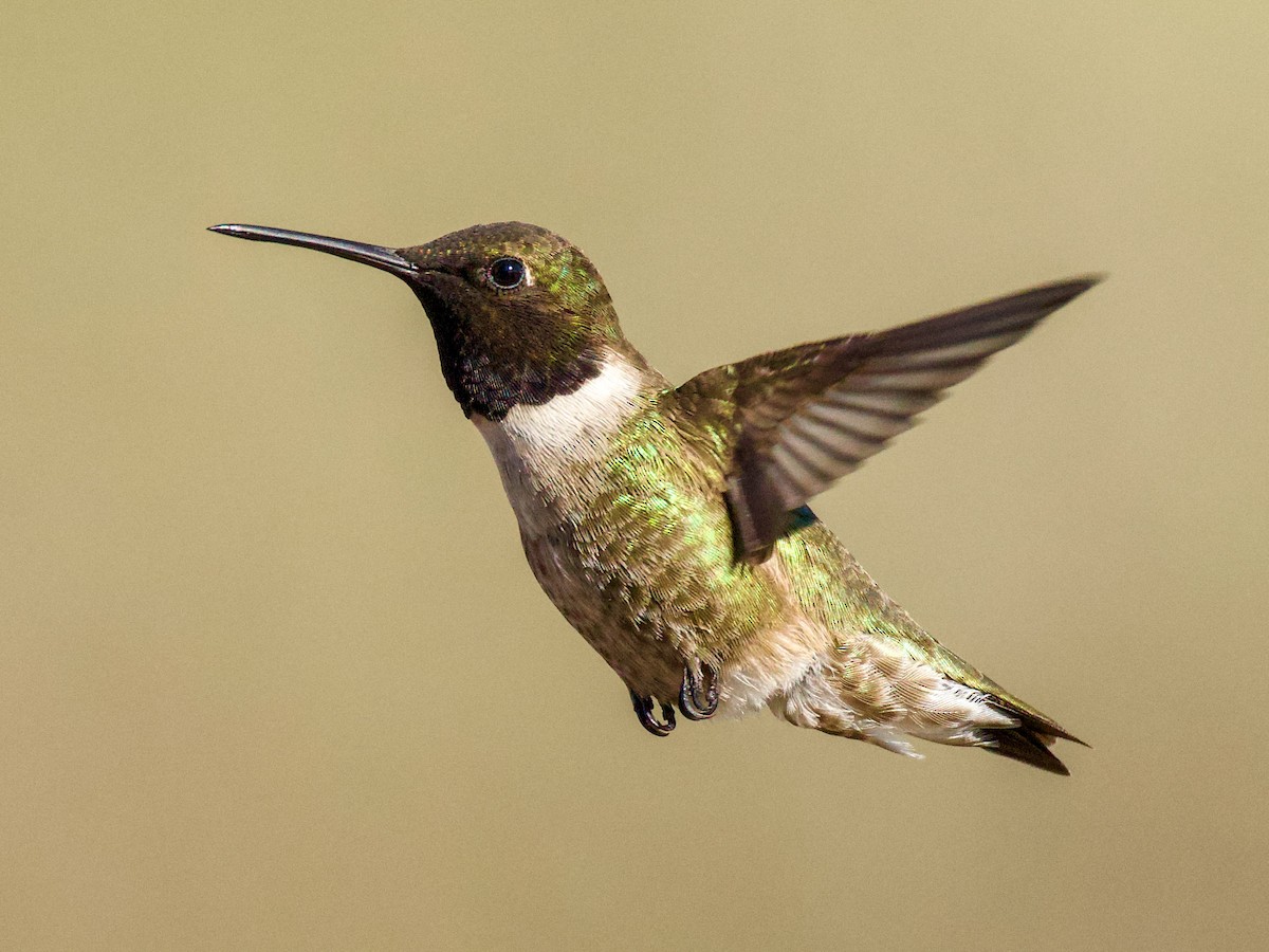 Kara Boğazlı Kolibri - ML652724971