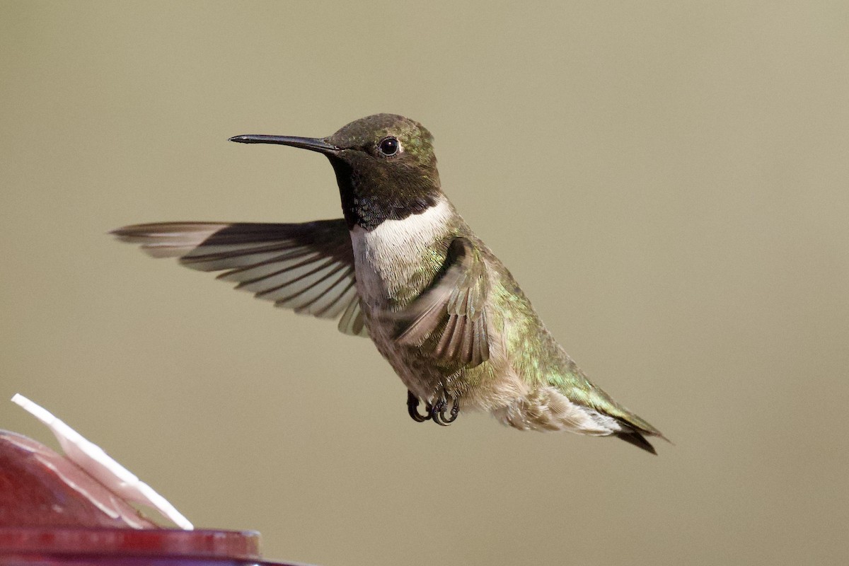 Kara Boğazlı Kolibri - ML652724972