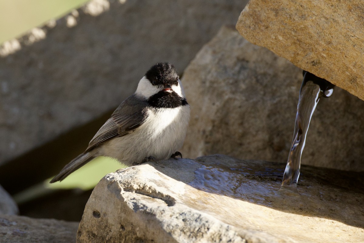 Karolina Baştankarası - ML652724979