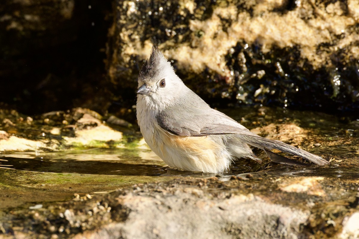 Kara Tepeli Baştankara - ML652724996