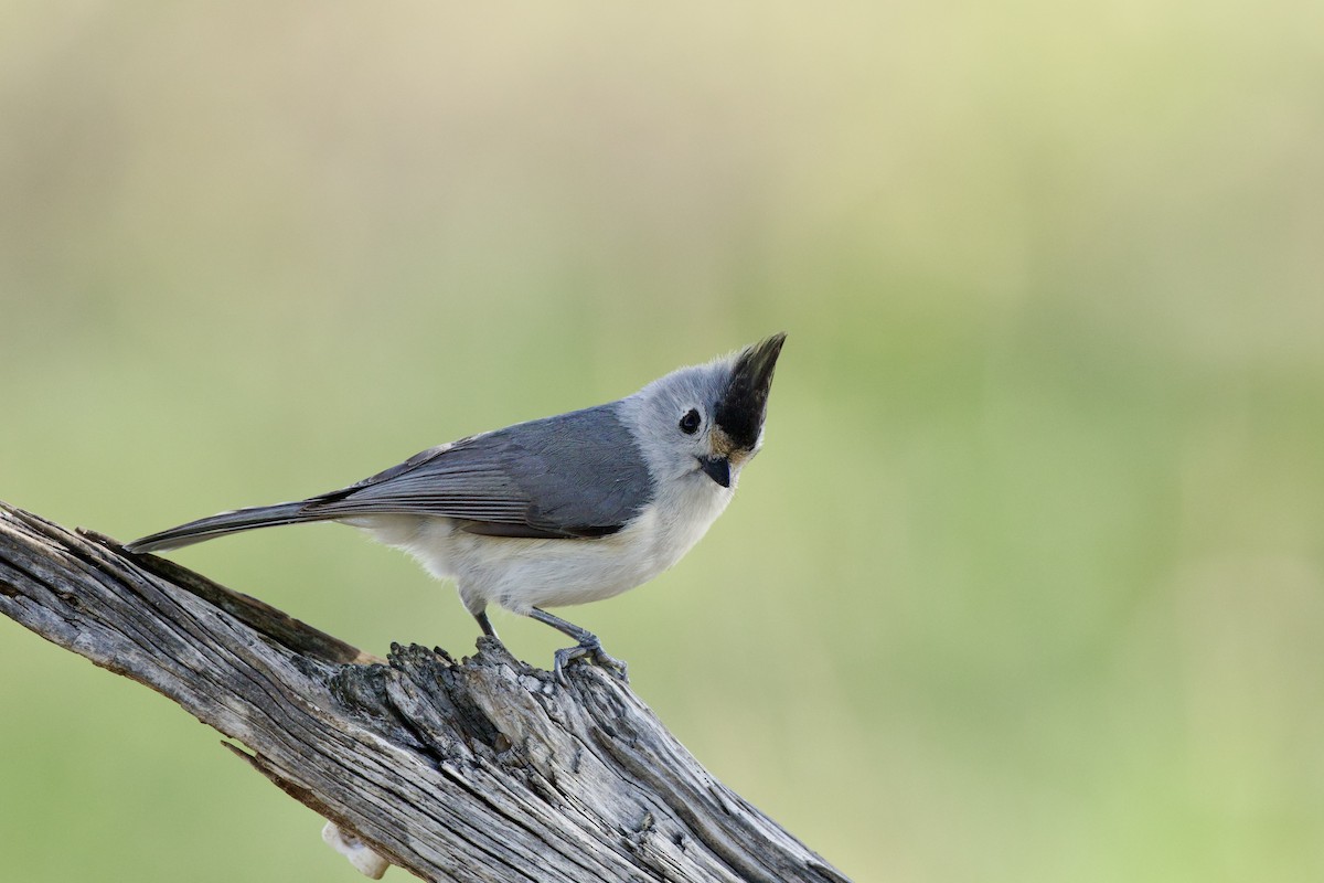 Kara Tepeli Baştankara - ML652724997