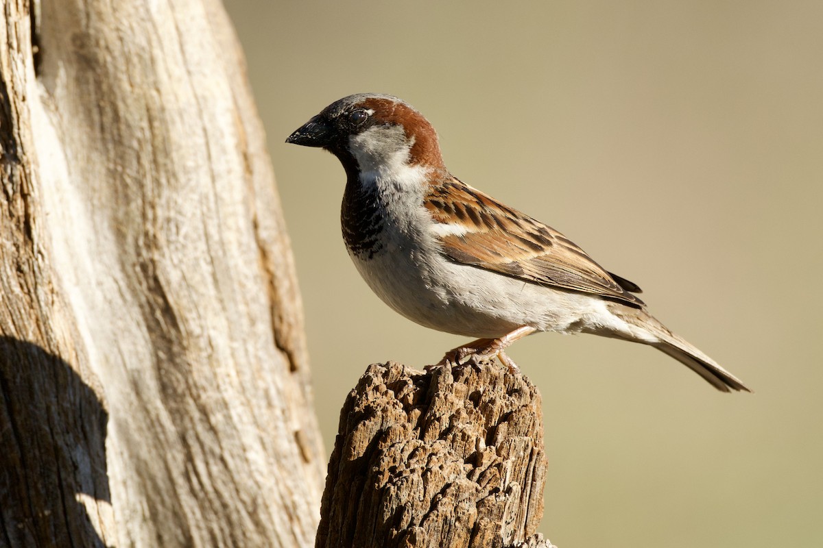 Serçe - ML652725012