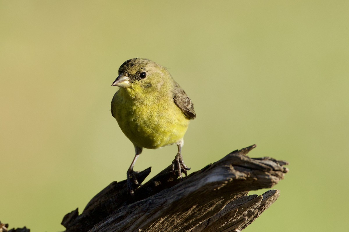 Sarı-Siyah İskete - ML652725041