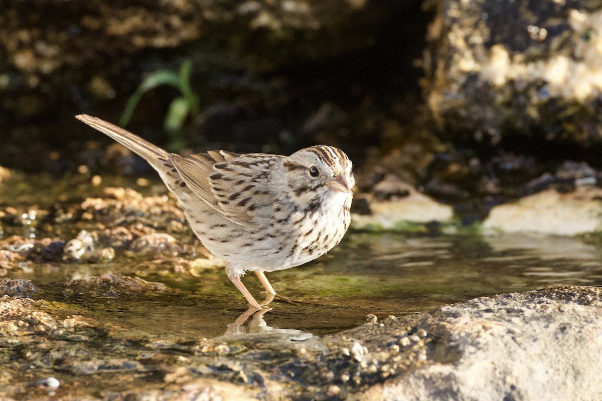 Lincoln Serçesi - ML652725055