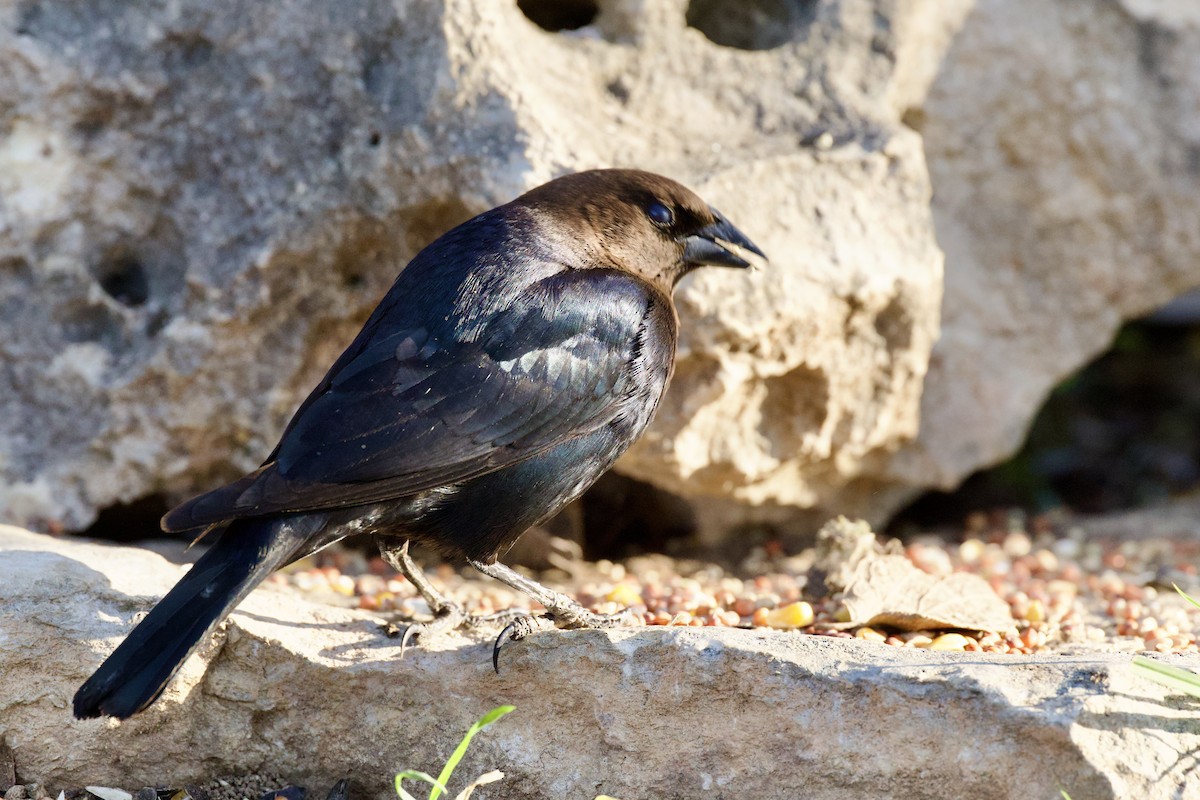 Boz Başlı İnekkuşu - ML652725115