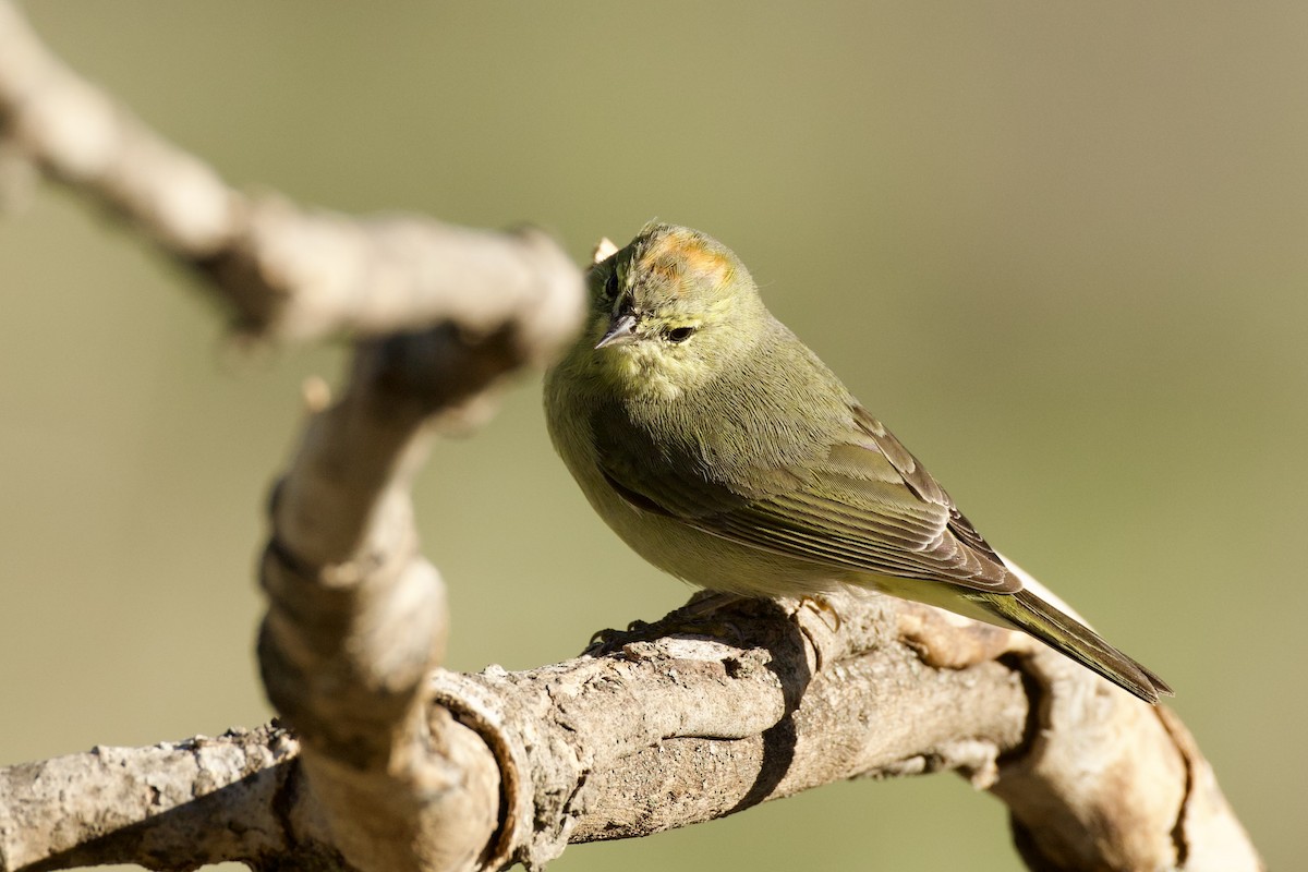 Turuncu Taçlı Ötleğen - ML652725137