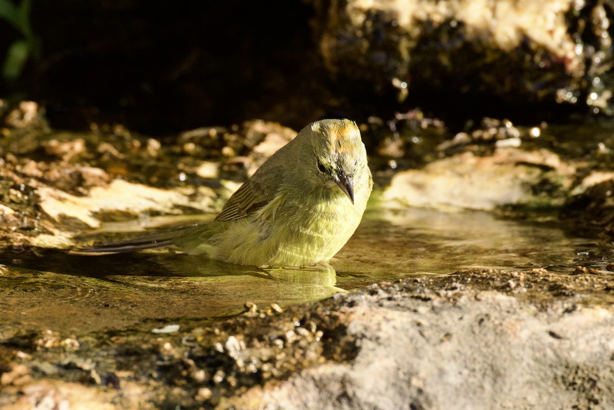 Turuncu Taçlı Ötleğen - ML652725138