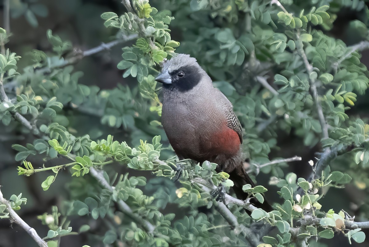 Black-faced Waxbill - ML652725180