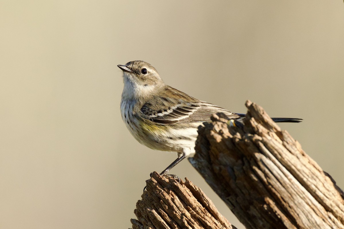 Taçlı Ötleğen - ML652725207