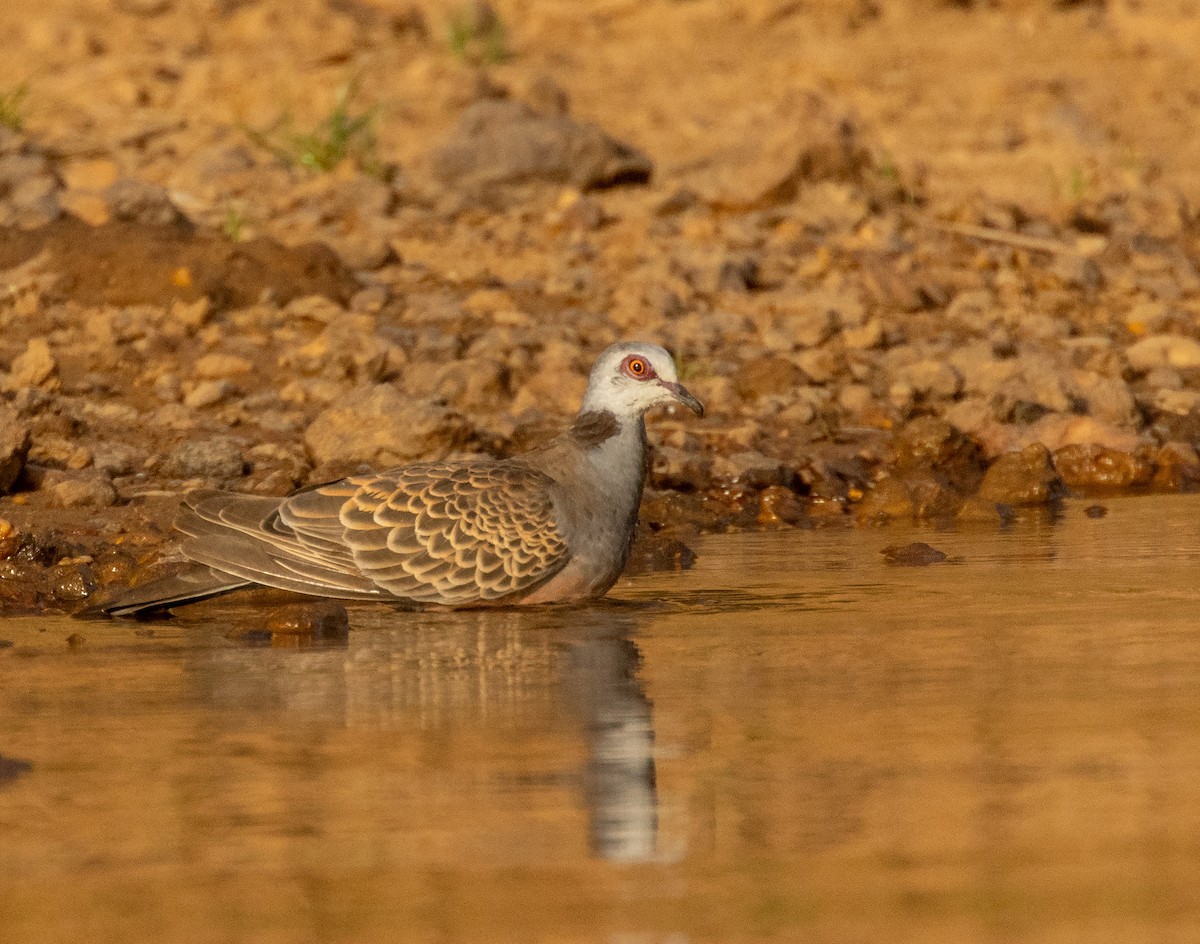 Андаманская горлица - ML652725303