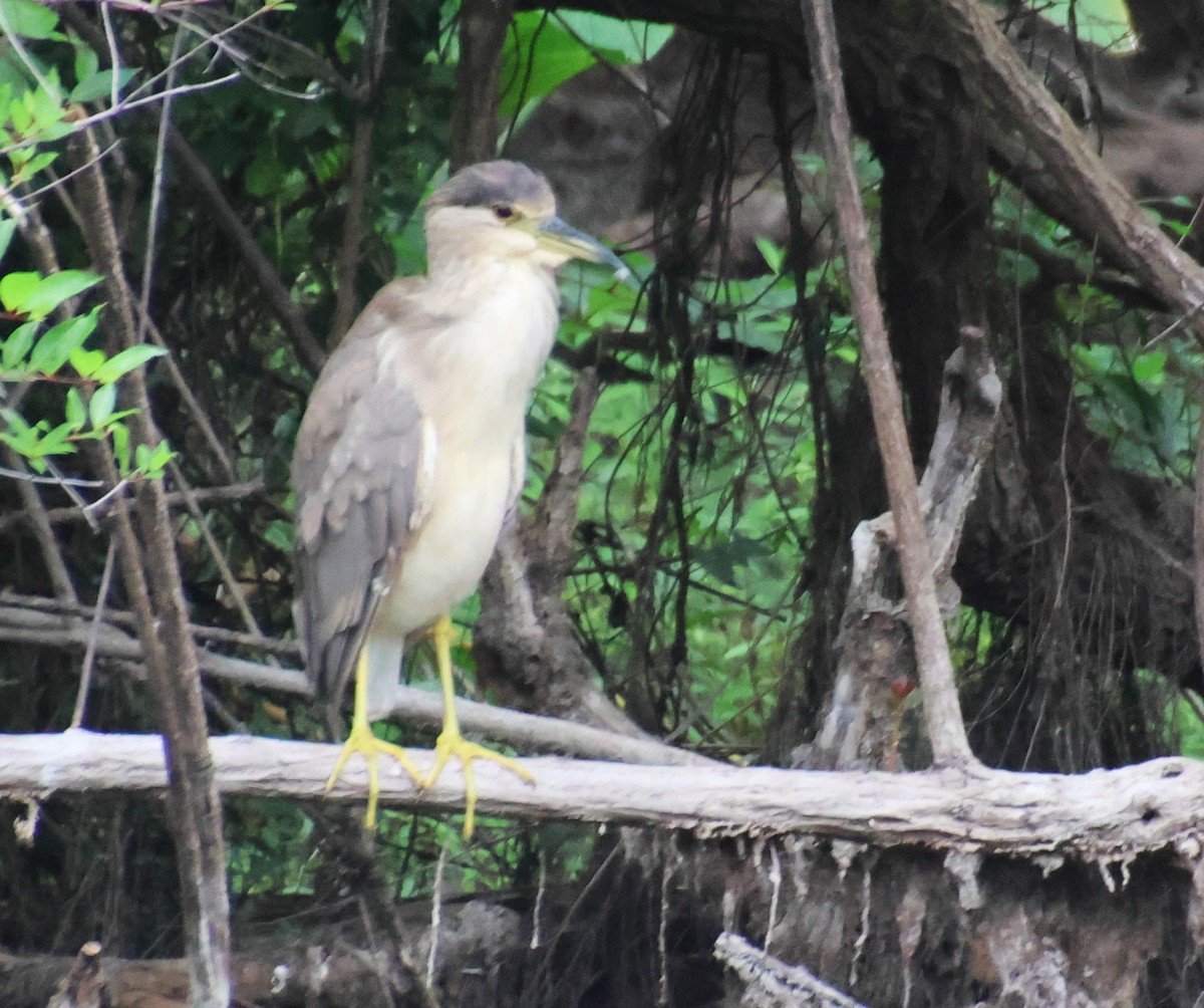 夜鷺 - ML652725307