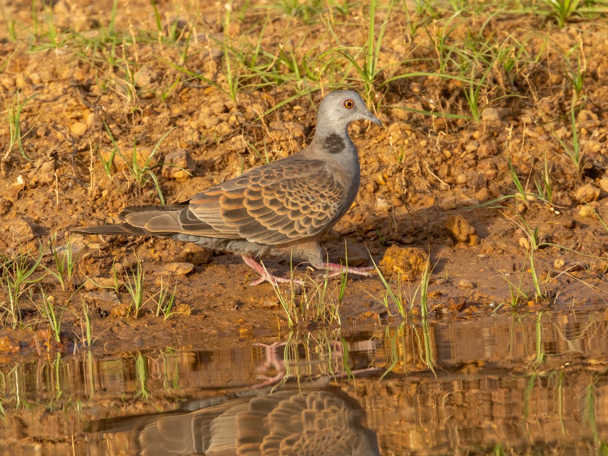 Андаманская горлица - ML652725325