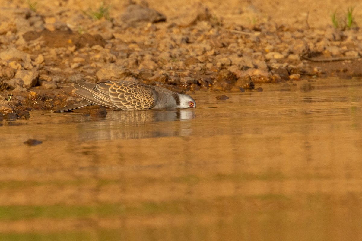 Андаманская горлица - ML652725351