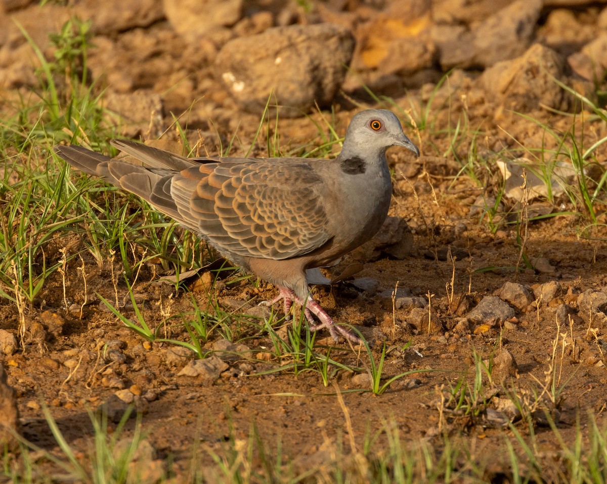 Андаманская горлица - ML652725358
