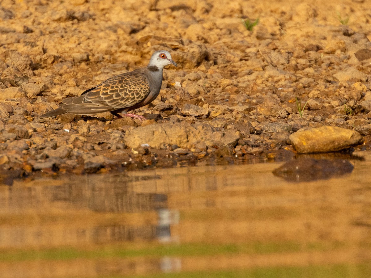 Андаманская горлица - ML652725373