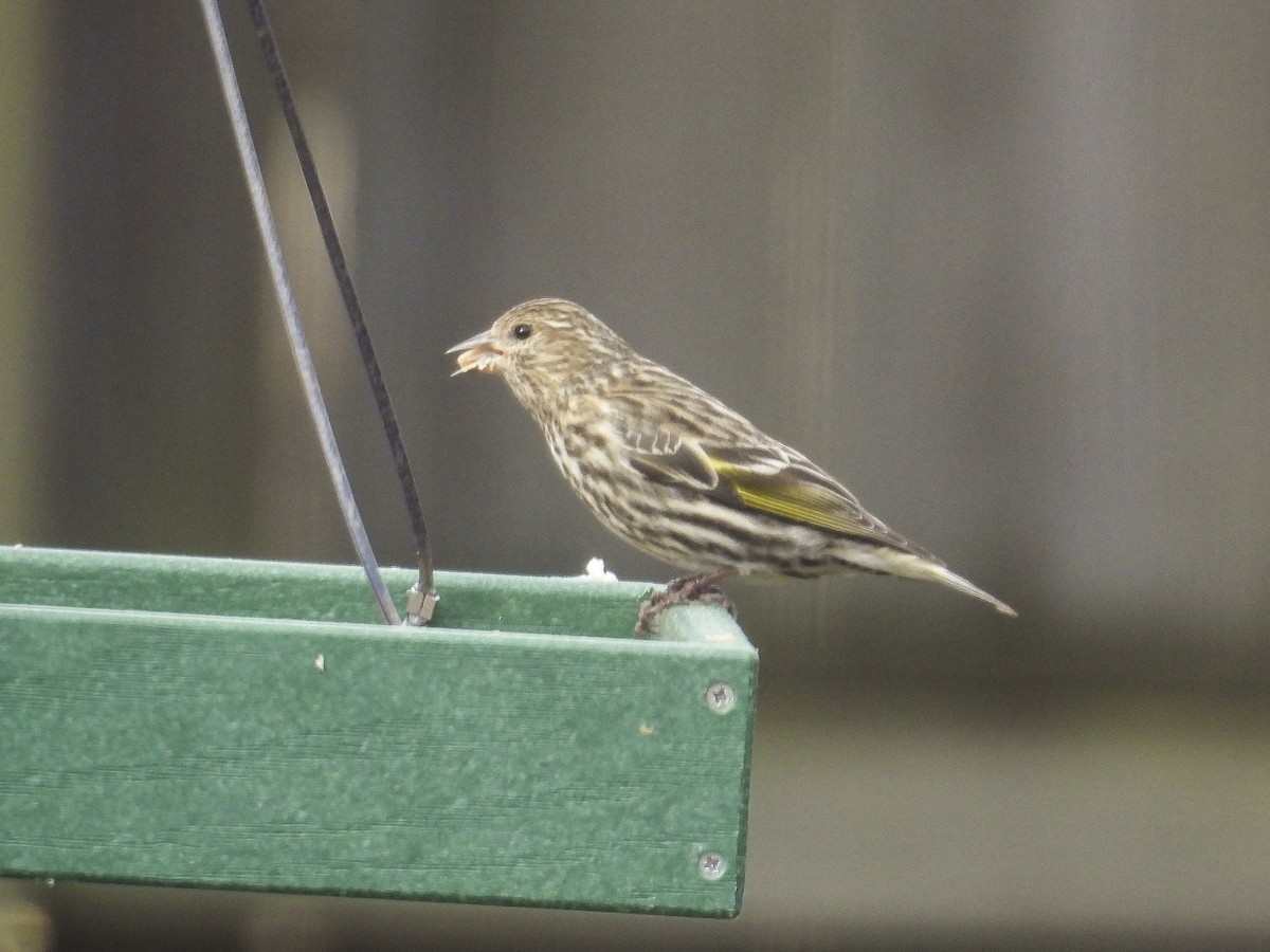 Pine Siskin - ML652725394