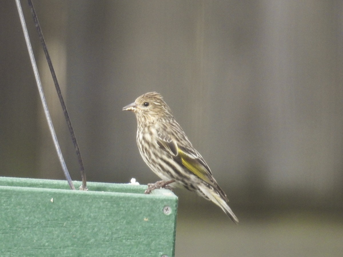 Pine Siskin - ML652725395