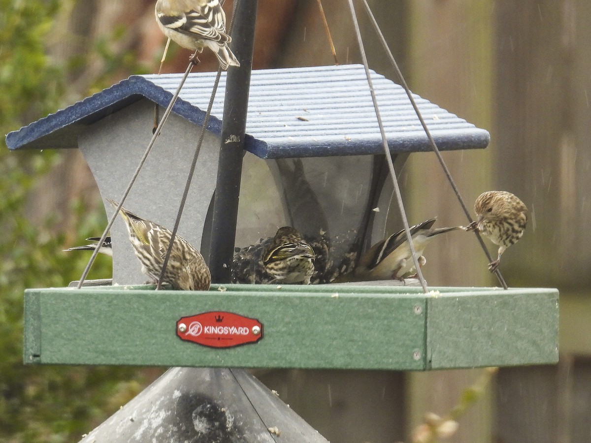 Pine Siskin - ML652725396