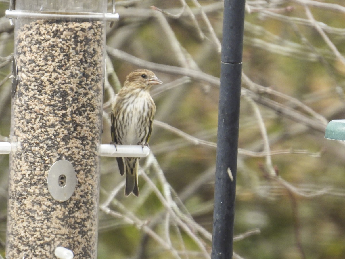 Pine Siskin - ML652725397
