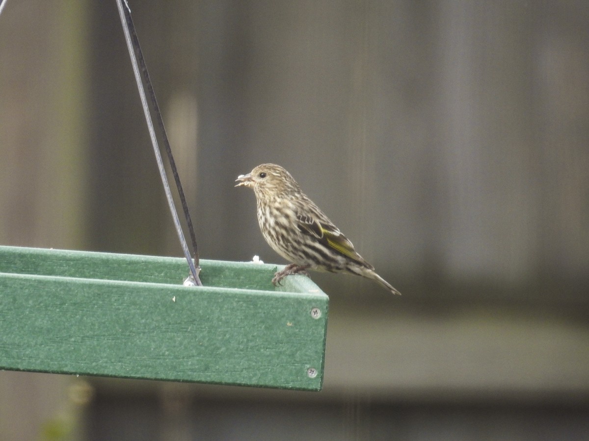 Pine Siskin - ML652725398
