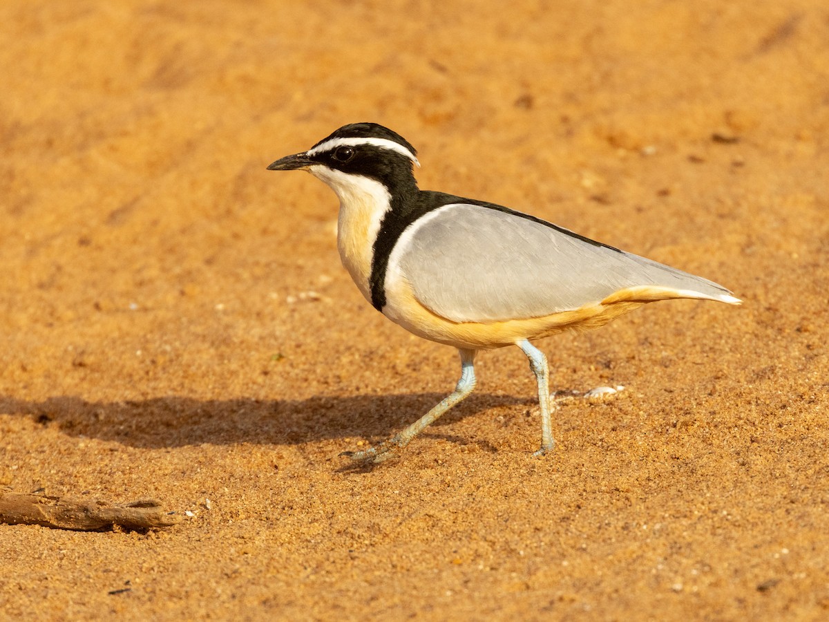 Крокодилов сторож - ML652725412