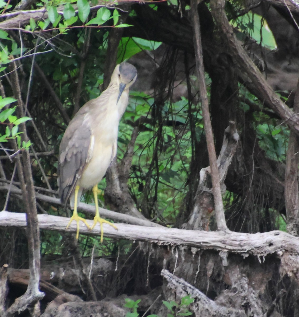 夜鷺 - ML652725455