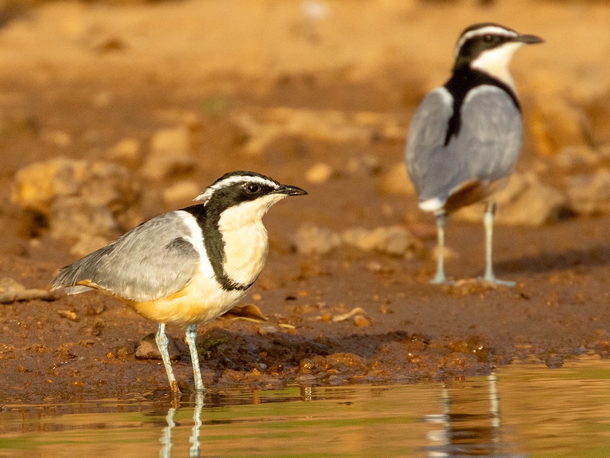 Крокодилов сторож - ML652725467