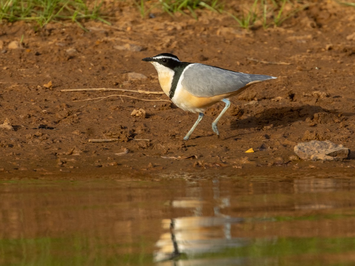 Крокодилов сторож - ML652725500
