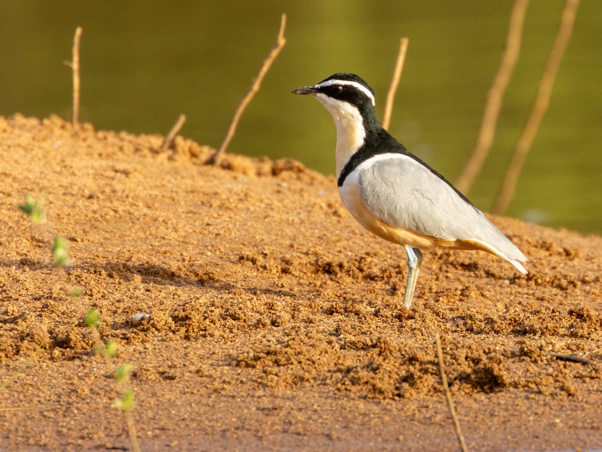 Крокодилов сторож - ML652725505