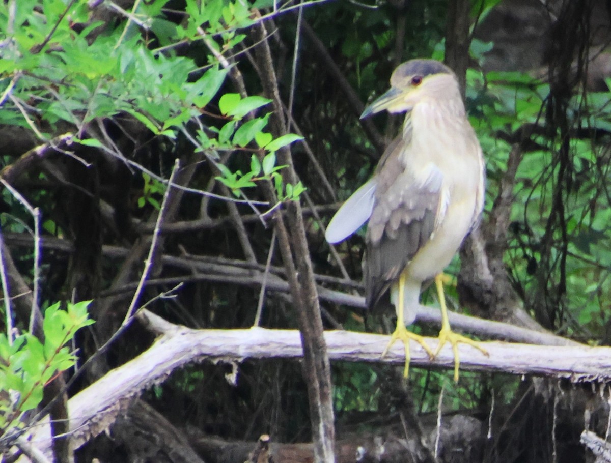 夜鷺 - ML652725554