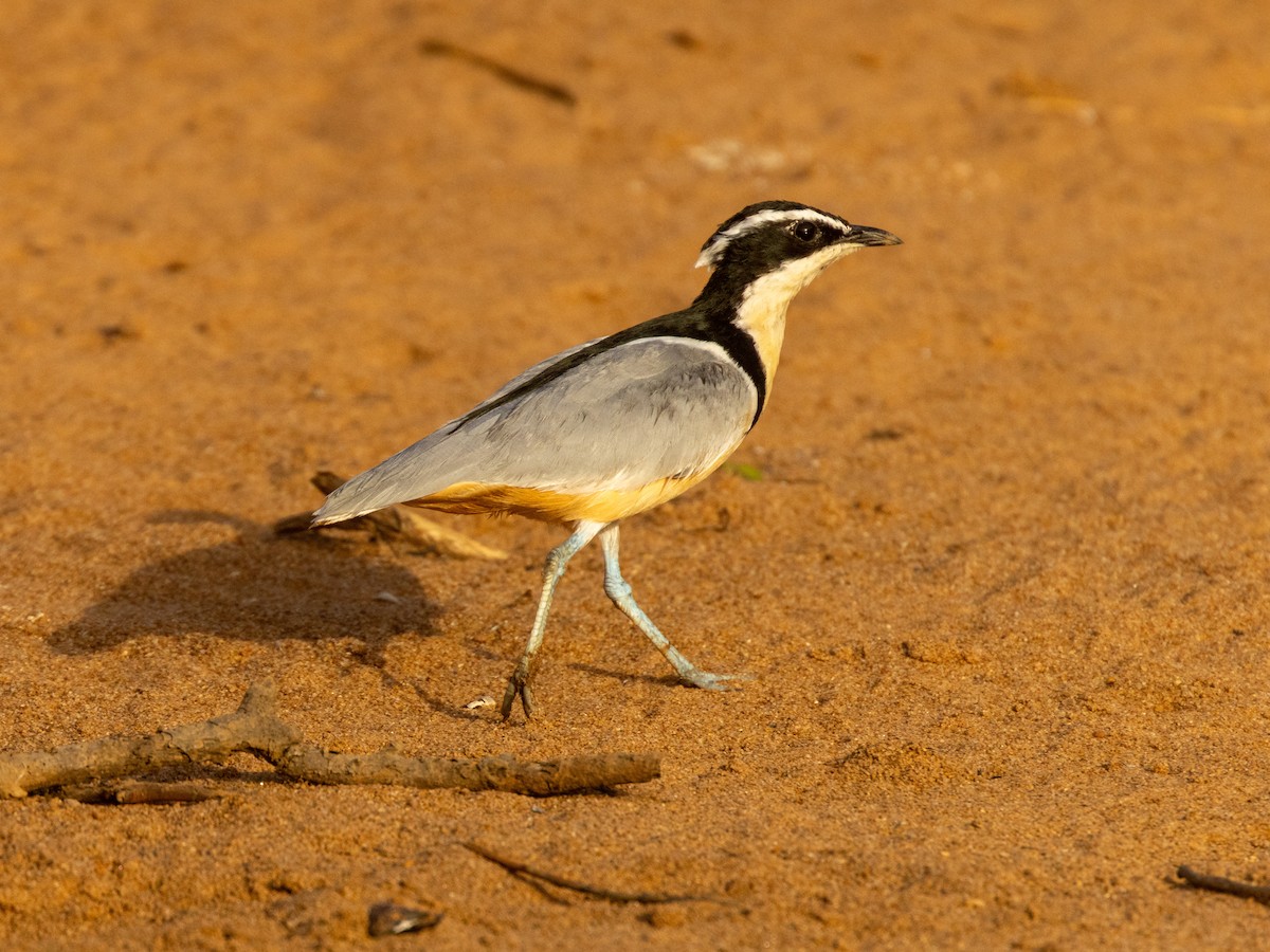 Крокодилов сторож - ML652725579