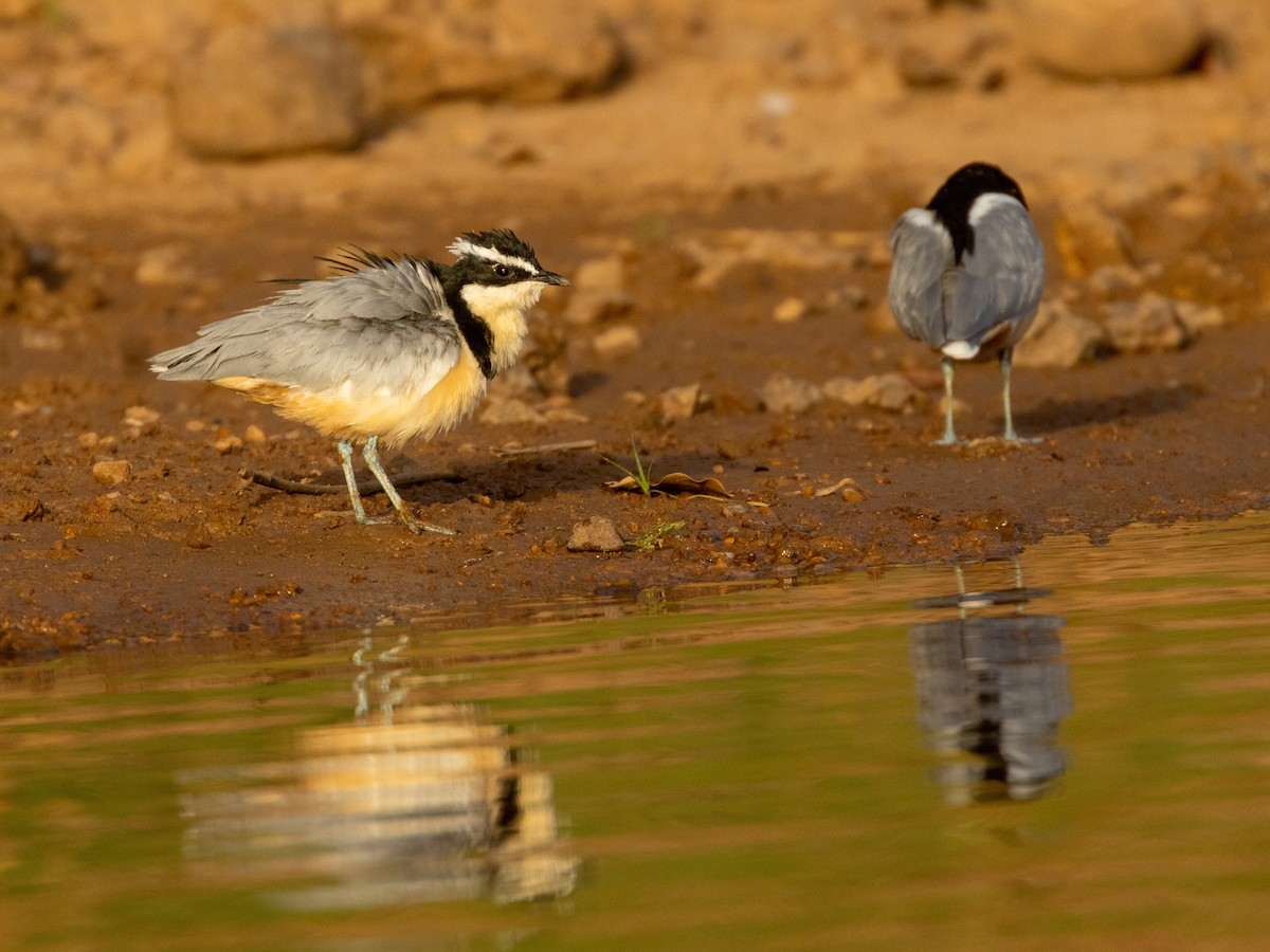 Крокодилов сторож - ML652725616