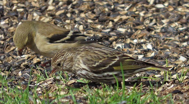 Pine Siskin - ML652725641