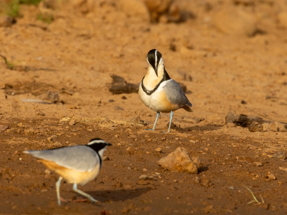 Крокодилов сторож - ML652725656