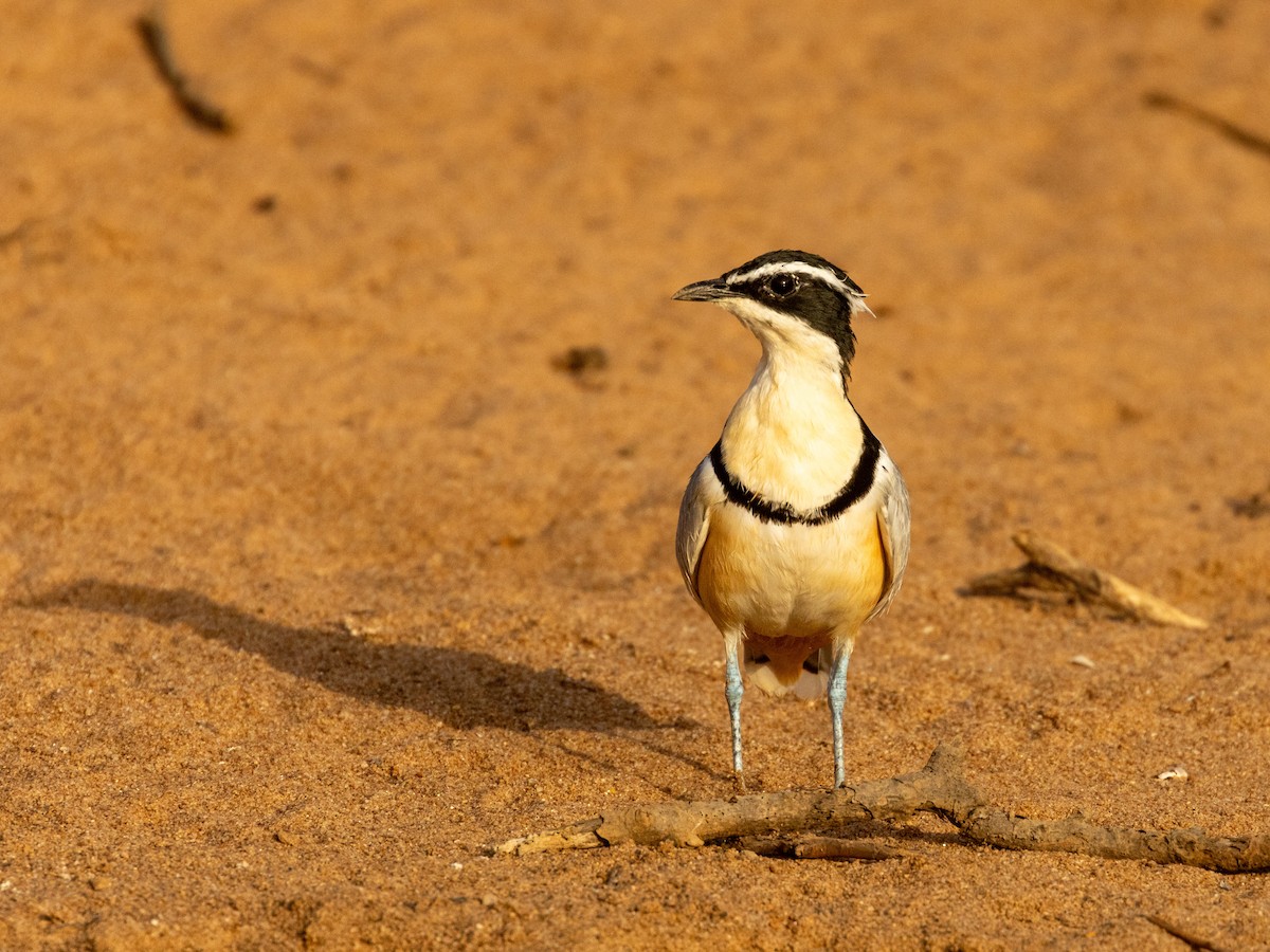 Крокодилов сторож - ML652725690